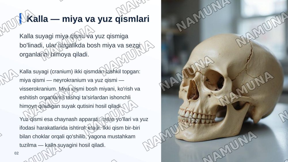 Kalla suyaklarining taraqqiyoti va tuzilishi.Kallaning miya qismi va yuz qismidagisuyaklarning tuzilishi. — zamonaviy taqdimot, 3-slayd