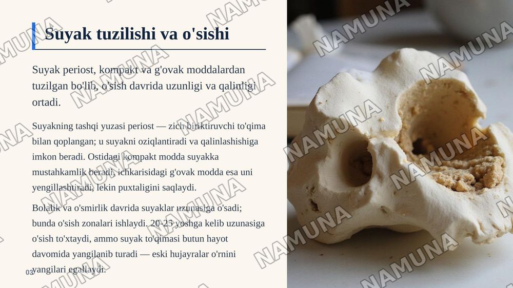 Inson harakatlanish tizimi — zamonaviy taqdimot, 4-slayd