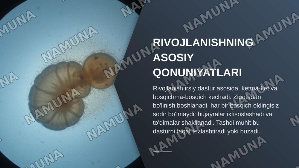 Embrional rivojlanishning umumiy qonuniyatlari. Teratogen omillar — zamonaviy taqdimot, 4-slayd