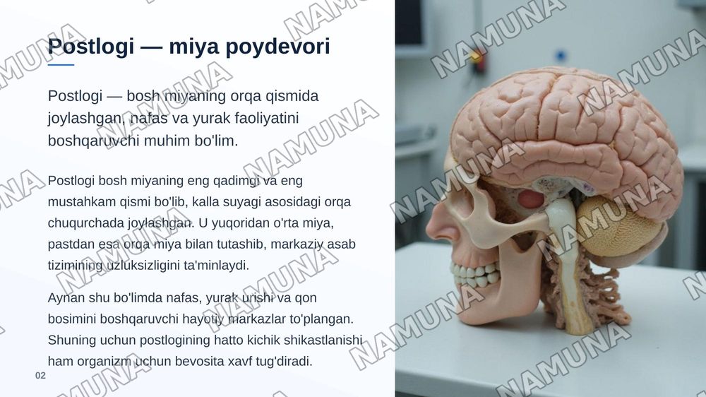 Bosh miya postlogi — zamonaviy taqdimot, 3-slayd