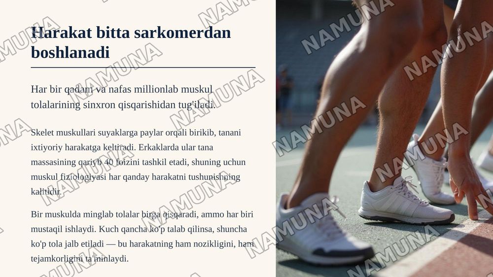 Skelet muskullari, muskul qisqarish turlari va ularning charchash fiziologiyasi — zamonaviy taqdimot, 3-slayd