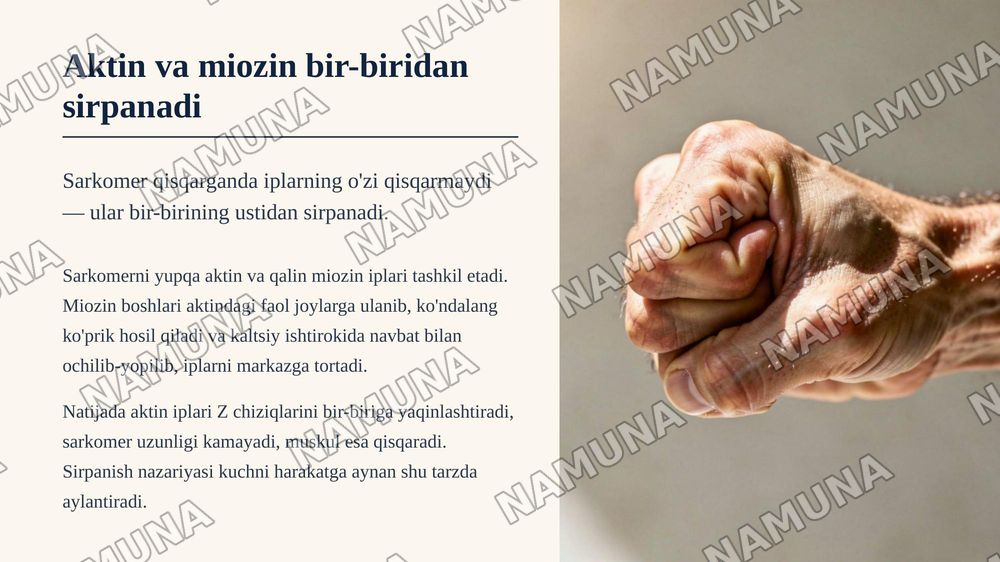 Skelet muskullari, muskul qisqarish turlari va ularning charchash fiziologiyasi — zamonaviy taqdimot, 5-slayd