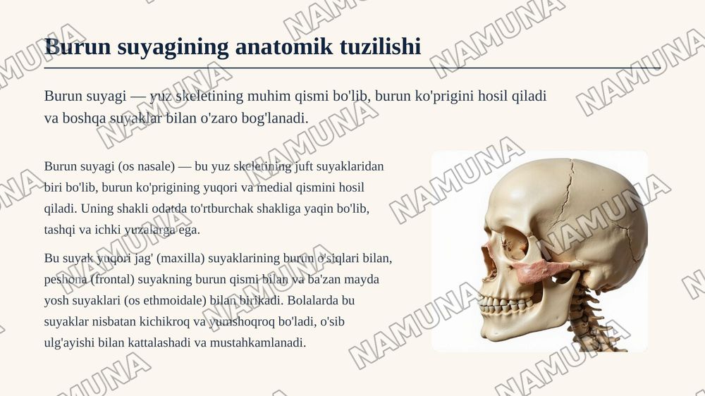 Burun suyagi — zamonaviy taqdimot, 3-slayd