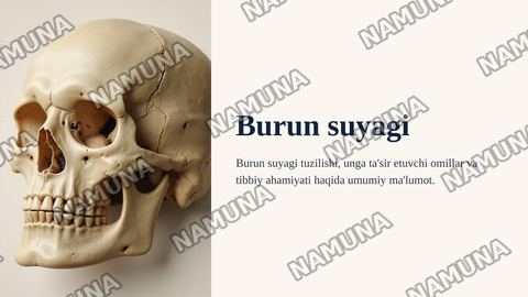 Burun suyagi — zamonaviy taqdimot