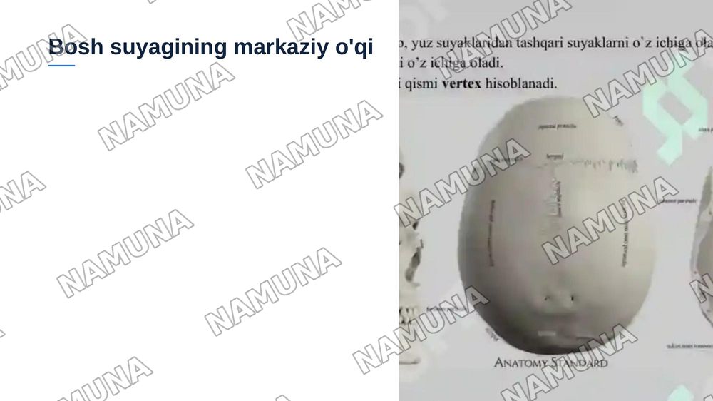 Ponasimon suyak va chakka suyaklari — zamonaviy taqdimot, 3-slayd