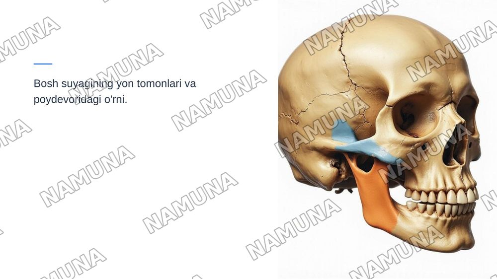 Ponasimon suyak va chakka suyaklari — zamonaviy taqdimot, 5-slayd