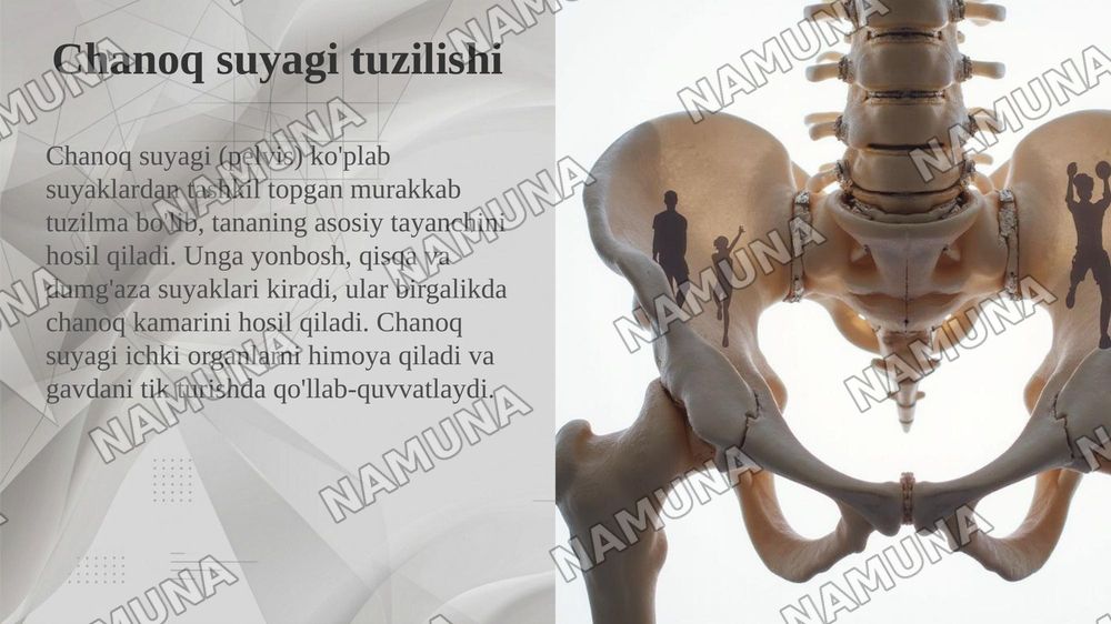 Chanoq va oyoq suyaklarining yoshga nisbatan xususiyatlari. Sport va mehnat faoliyatini chanoq va oyoq suyaklariga taʼsiri, rivojlanish nuqsonlari — taqdimot, 4-slayd