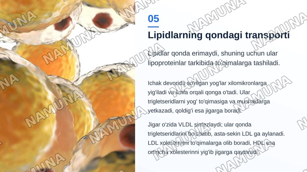 Lipidlar almashinuvi — zamonaviy taqdimot, 6-slayd