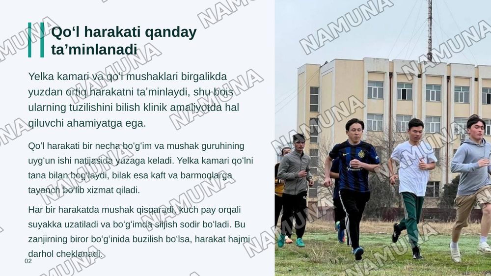 Yelka kamari va yelka mushaklari bilak mushaklari va fassiyalari qoʻp kaft mushaklari qoʻl kaftining pay qinlari — zamonaviy taqdimot, 3-slayd