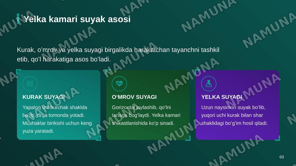 Yelka kamari va yelka mushaklari bilak mushaklari va fassiyalari qoʻp kaft mushaklari qoʻl kaftining pay qinlari — zamonaviy taqdimot, 4-slayd