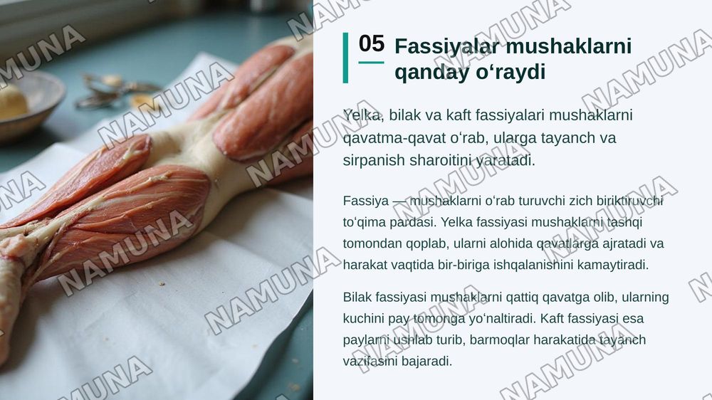 Yelka kamari va yelka mushaklari bilak mushaklari va fassiyalari qoʻp kaft mushaklari qoʻl kaftining pay qinlari — zamonaviy taqdimot, 6-slayd