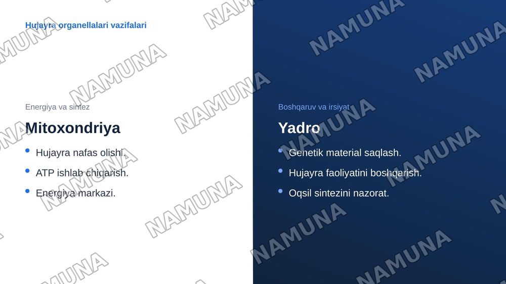 Hujayralar — zamonaviy taqdimot, 7-slayd