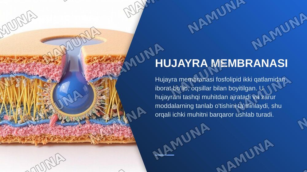 Hujayralar — zamonaviy taqdimot, 8-slayd