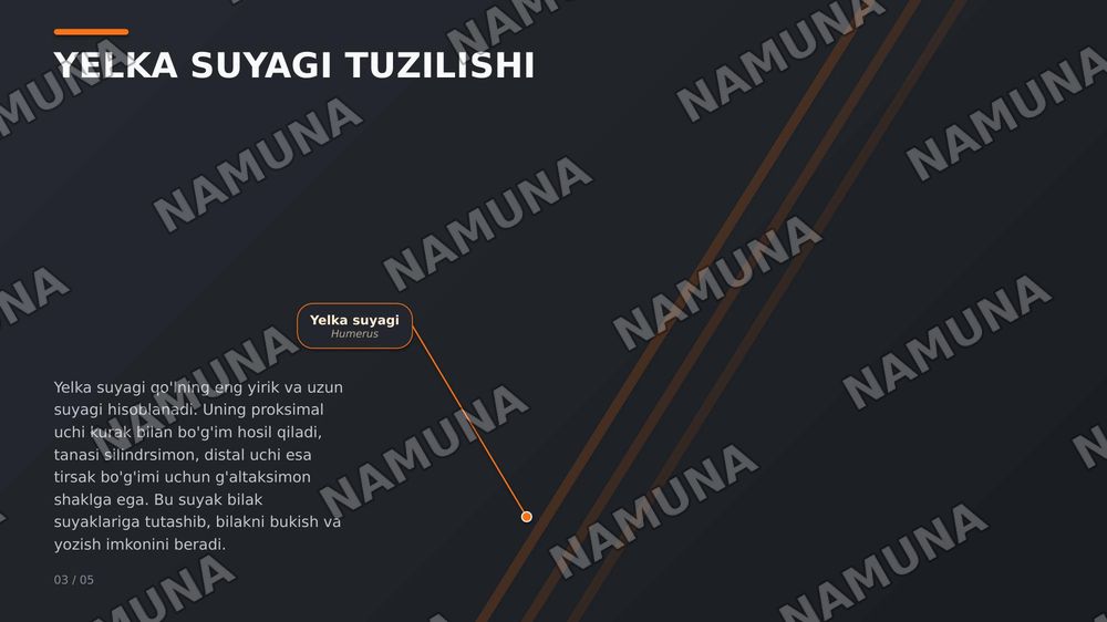 Qol suyaklari — zamonaviy taqdimot, 5-slayd