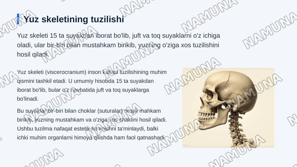 Kallaning yuz boʻlimi suyaklari — zamonaviy taqdimot, 4-slayd