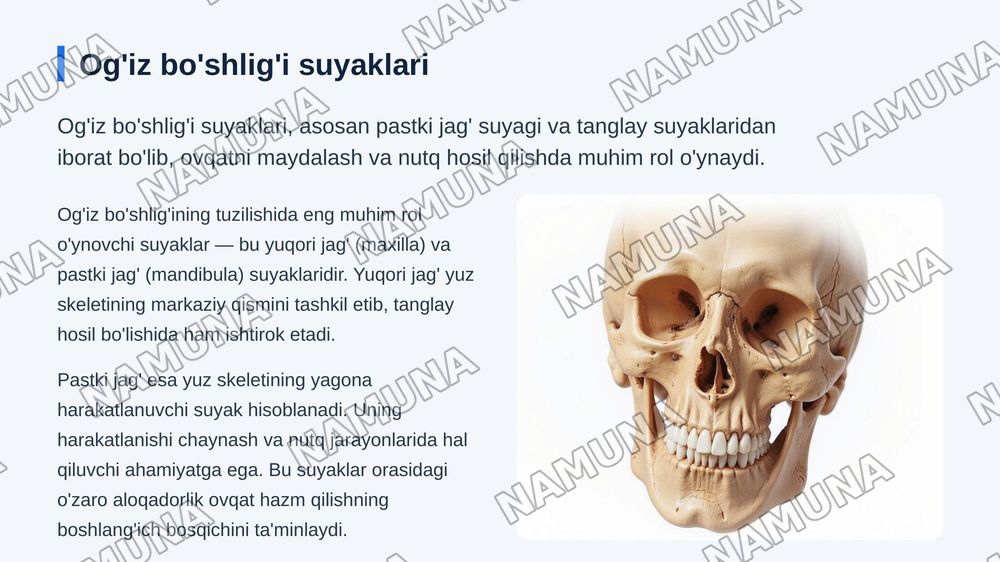 Kallaning yuz boʻlimi suyaklari — zamonaviy taqdimot, 6-slayd