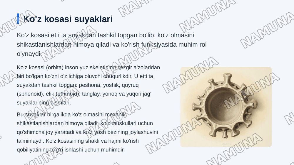 Kallaning yuz boʻlimi suyaklari — zamonaviy taqdimot, 7-slayd