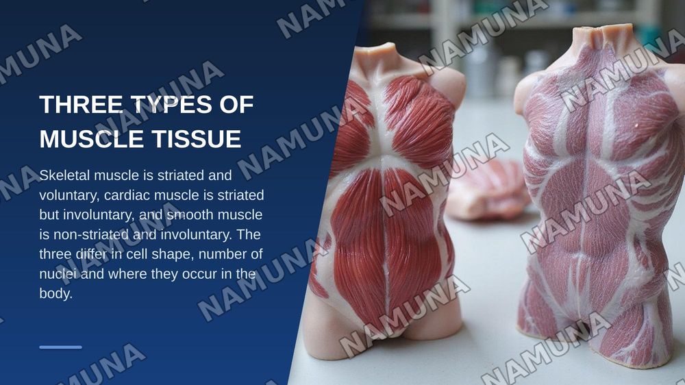 Anatomy of the muscles — zamonaviy taqdimot, 3-slayd