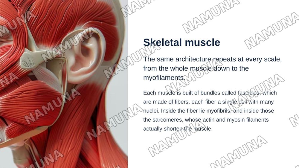 Anatomy of the muscles — zamonaviy taqdimot, 4-slayd