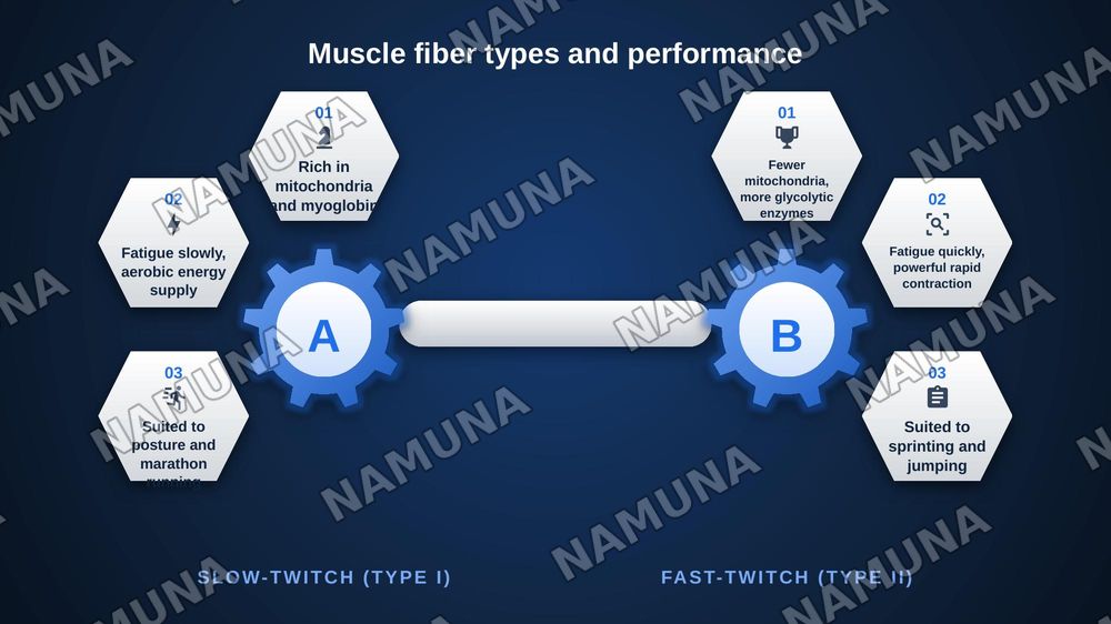 Anatomy of the muscles — zamonaviy taqdimot, 6-slayd