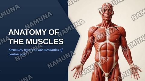 Anatomy of the muscles — zamonaviy taqdimot