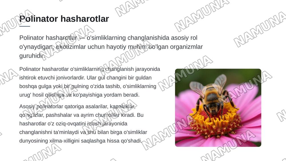 Полинатор хашоратларнинг экотизмдаги роли ва уларни камайиб кетиш сабаблари — zamonaviy taqdimot, 3-slayd