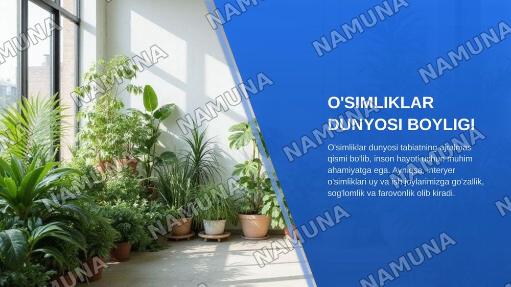Interyer oʻsimliklar uchun Sarvidoshlar oilasi vakillarini oʻrganish.Interyer uchun Lavrdoshlar oilasini oʻrganish. — zamonaviy taqdimot, 3-slayd