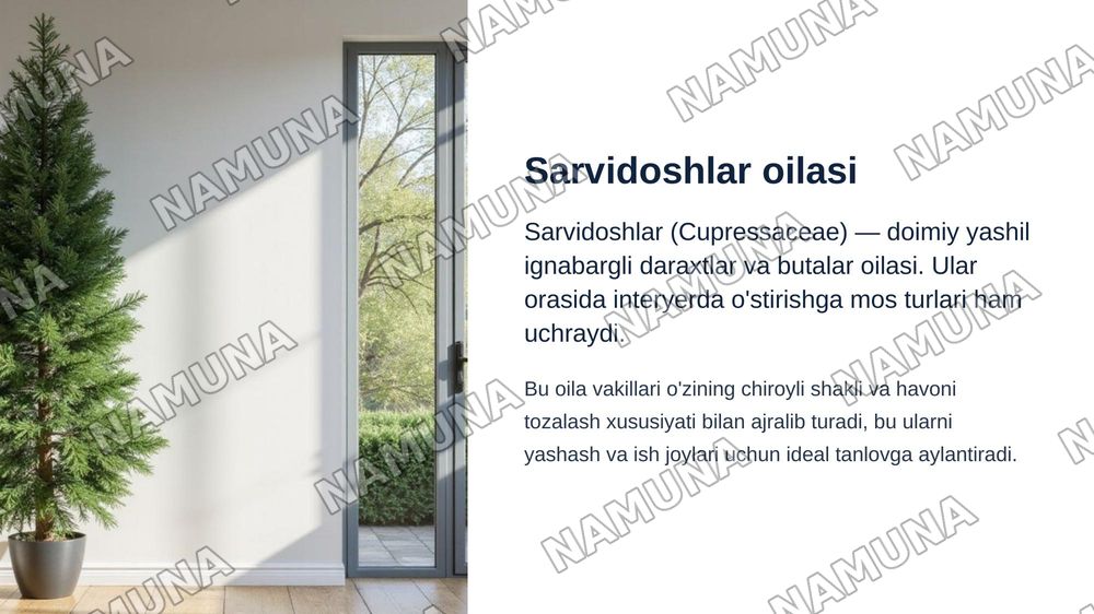 Interyer oʻsimliklar uchun Sarvidoshlar oilasi vakillarini oʻrganish.Interyer uchun Lavrdoshlar oilasini oʻrganish. — zamonaviy taqdimot, 4-slayd