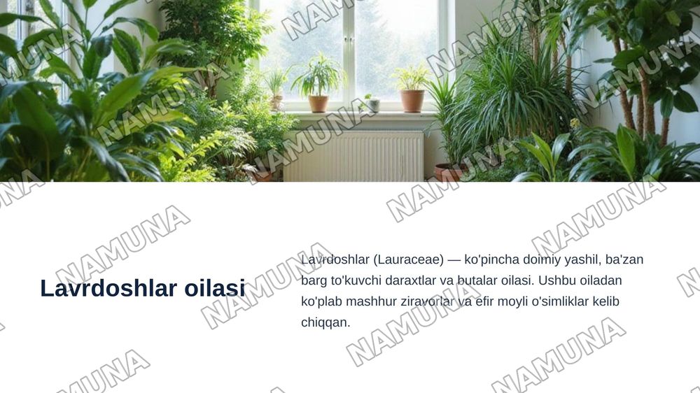 Interyer oʻsimliklar uchun Sarvidoshlar oilasi vakillarini oʻrganish.Interyer uchun Lavrdoshlar oilasini oʻrganish. — zamonaviy taqdimot, 7-slayd