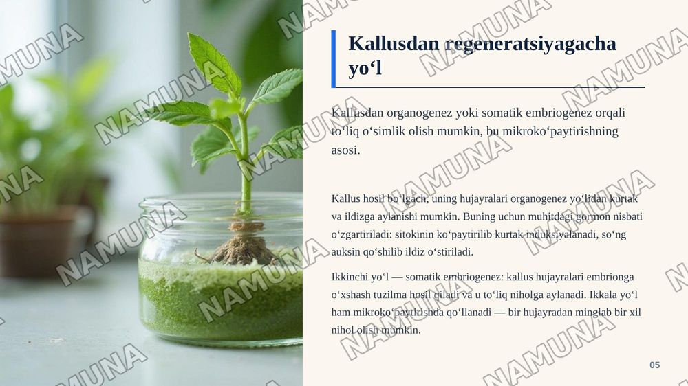 Kallus to‘qima olish — zamonaviy taqdimot, 6-slayd