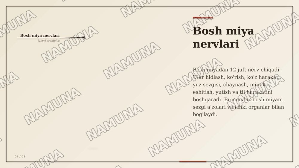 Asab sistemasi sezgi a'zolari ichki sekretsiya bezlari teri suyak muskul sistemalarining anotomik fiziologik xususiyatlari — zamonaviy taqdimot, 3-slayd