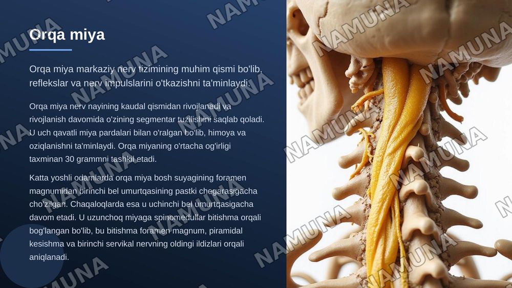 Markaziy nerv tizimi orqa miya — zamonaviy taqdimot, 3-slayd