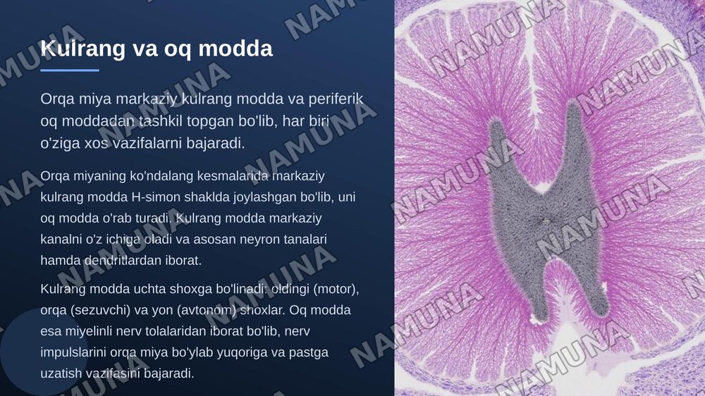 Markaziy nerv tizimi orqa miya — zamonaviy taqdimot, 5-slayd