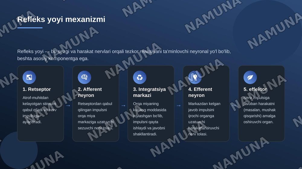 Markaziy nerv tizimi orqa miya — zamonaviy taqdimot, 7-slayd