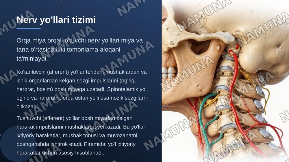 Markaziy nerv tizimi orqa miya — zamonaviy taqdimot, 8-slayd