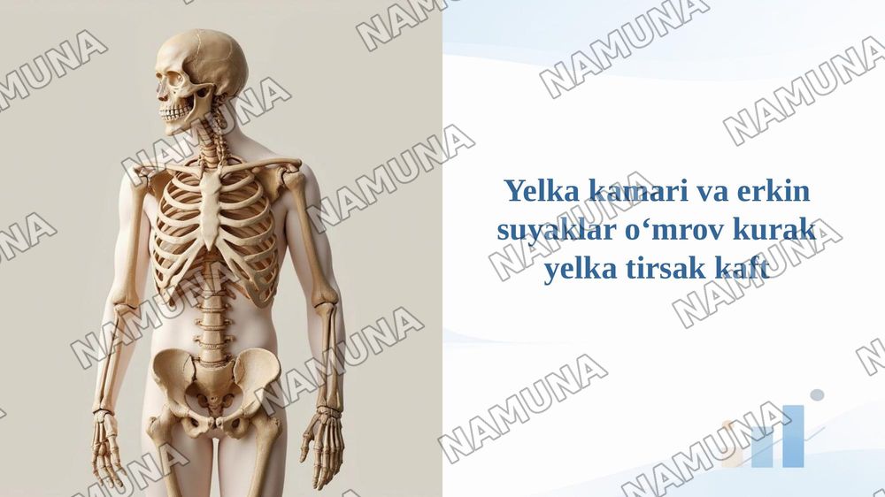 Yelka kamari va erkin suyaklar oʻmrov kurak yelka tirsak kaft — taqdimot, 1-slayd