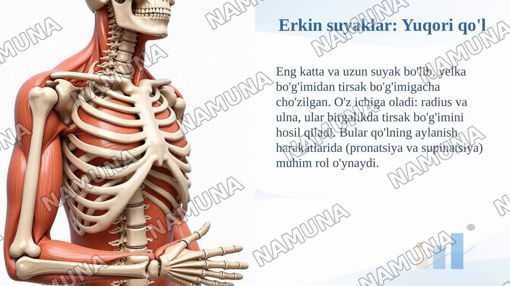 Yelka kamari va erkin suyaklar oʻmrov kurak yelka tirsak kaft — taqdimot, 5-slayd