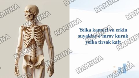 Yelka kamari va erkin suyaklar oʻmrov kurak yelka tirsak kaft — taqdimot