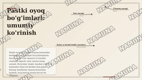 Chanoq kamari suyaklarining birlashuvi. Chanoq-son boʻgʻimi. Tizza boʻg'imi.
Boldir suyaklarining oʻzaro birlashuvi va oyoq panjasi boʻgʻimlari. — zamonaviy taqdimot