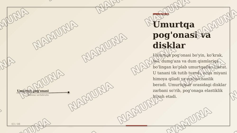 Suyaklar — zamonaviy taqdimot, 4-slayd