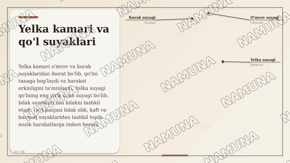Suyaklar — zamonaviy taqdimot, 7-slayd