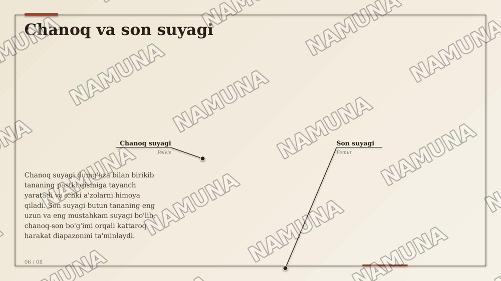 Suyaklar — zamonaviy taqdimot, 8-slayd