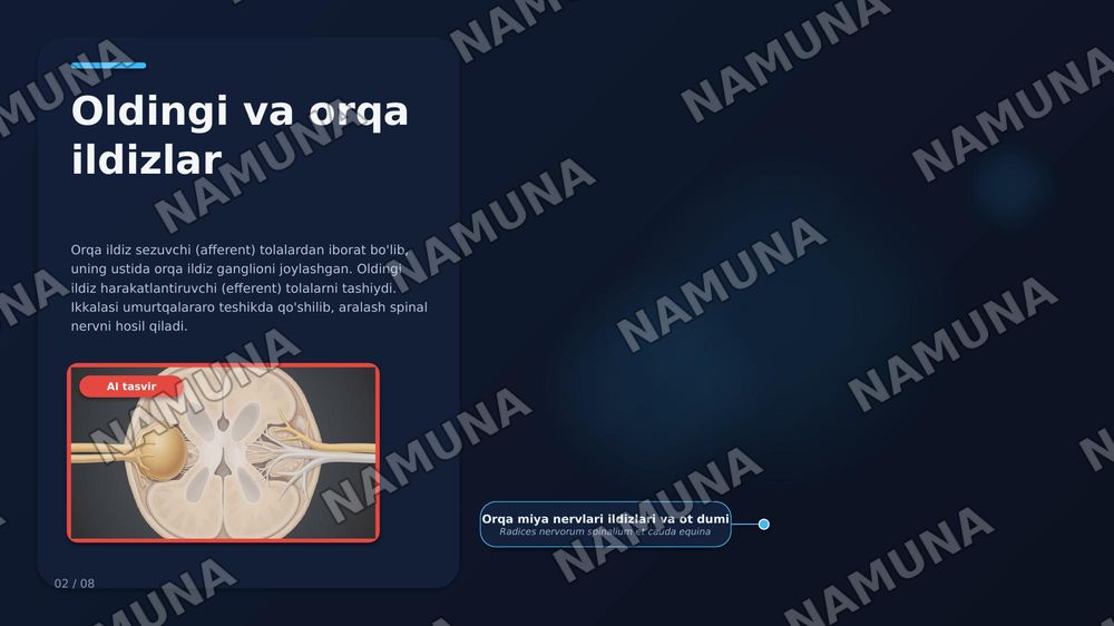 Orqa miya nervlarining hosil bo'lishi. Orqa tarmoqlari. Oldingi tarmoqlari. Qovurgʻalararo nervlar. Boʻyin chigali — zamonaviy taqdimot, 3-slayd