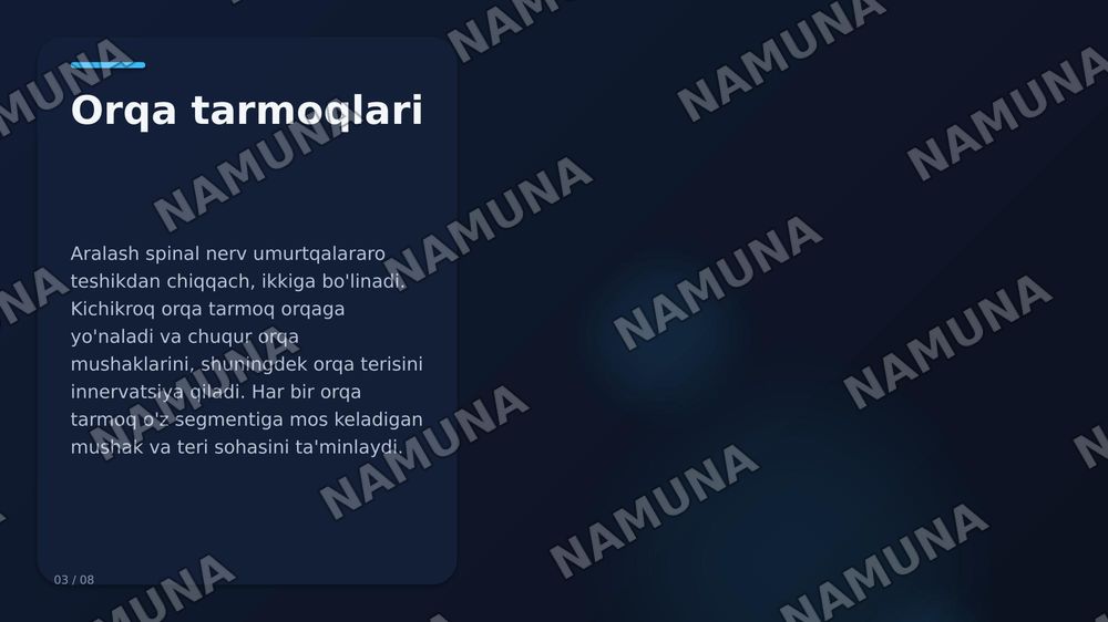 Orqa miya nervlarining hosil bo'lishi. Orqa tarmoqlari. Oldingi tarmoqlari. Qovurgʻalararo nervlar. Boʻyin chigali — zamonaviy taqdimot, 4-slayd