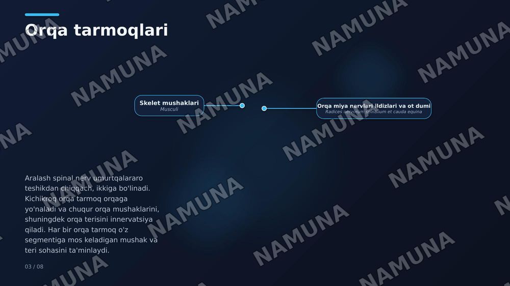 Orqa miya nervlarining hosil bo'lishi. Orqa tarmoqlari. Oldingi tarmoqlari. Qovurgʻalararo nervlar. Boʻyin chigali — zamonaviy taqdimot, 5-slayd