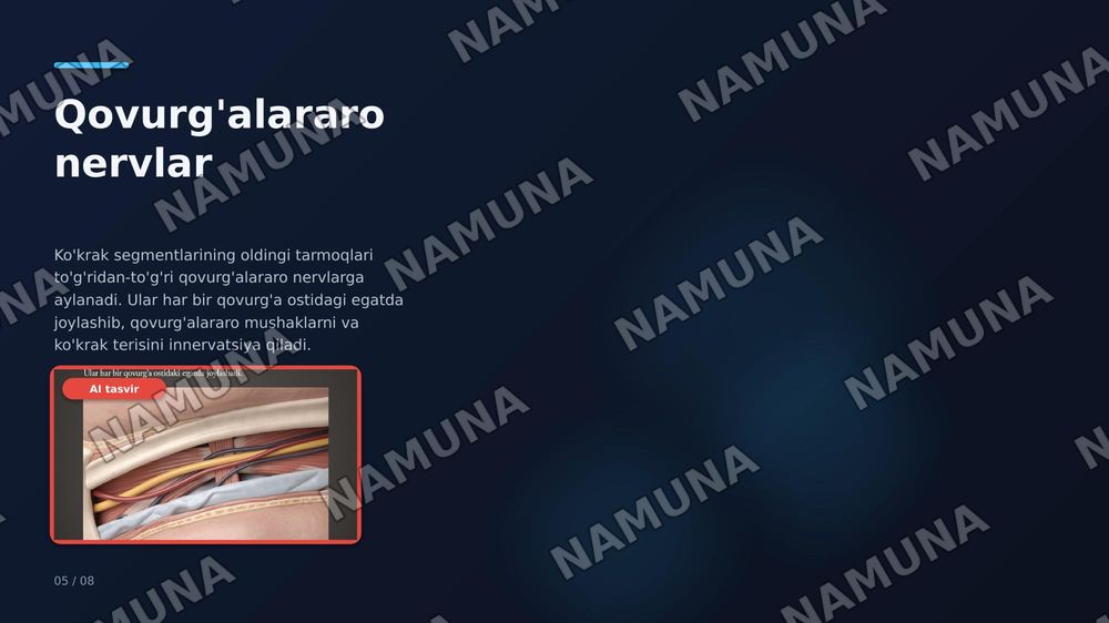 Orqa miya nervlarining hosil bo'lishi. Orqa tarmoqlari. Oldingi tarmoqlari. Qovurgʻalararo nervlar. Boʻyin chigali — zamonaviy taqdimot, 8-slayd