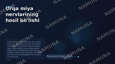 Orqa miya nervlarining hosil bo'lishi. Orqa tarmoqlari. Oldingi tarmoqlari. Qovurgʻalararo nervlar. Boʻyin chigali — zamonaviy taqdimot
