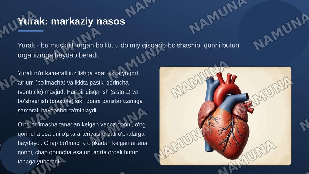 Qon aylanish sistemasi — zamonaviy taqdimot, 4-slayd