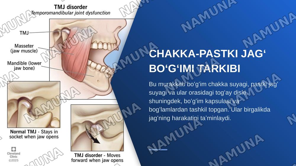 Chakka-pastki jagʻ bo‘gʻimining tuzilishi va xususiyatlari. Pastki jagʻ  biomexanikasi. Yuqori va pastki jagʻ tish qatorlarining o‘zaro munosabati. — zamonaviy taqdimot, 4-slayd