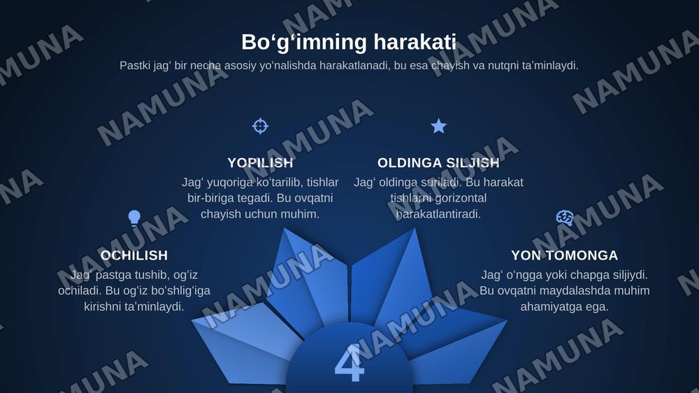 Chakka-pastki jagʻ bo‘gʻimining tuzilishi va xususiyatlari. Pastki jagʻ  biomexanikasi. Yuqori va pastki jagʻ tish qatorlarining o‘zaro munosabati. — zamonaviy taqdimot, 5-slayd